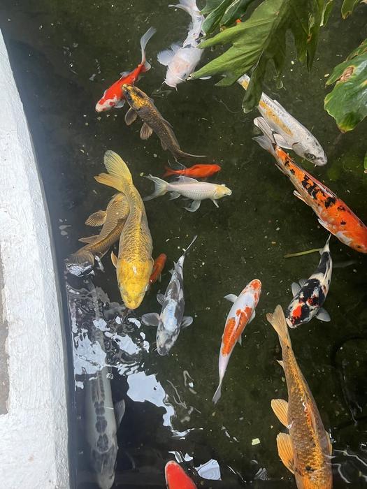 Fish at the Winter Gardens